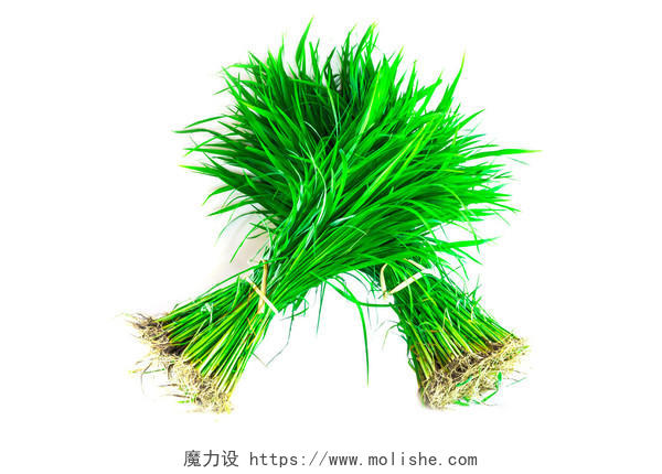 水稻苗传统二十四节气24节气谷雨二十四节气24节气小满